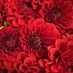 Букет из 7 красных георгин